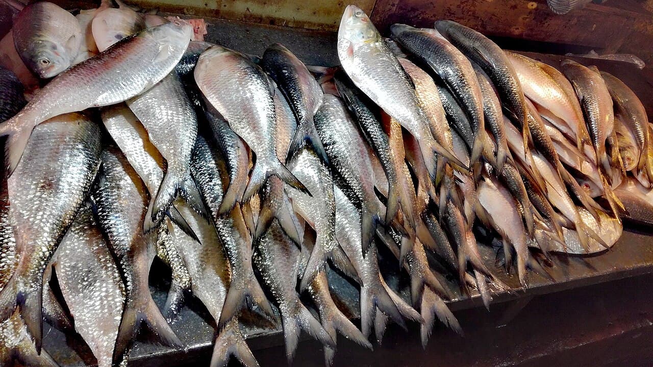 UNO Reverse: India is now exporting Hilsa fish to Bangladesh as supply shortages hit Dhaka markets